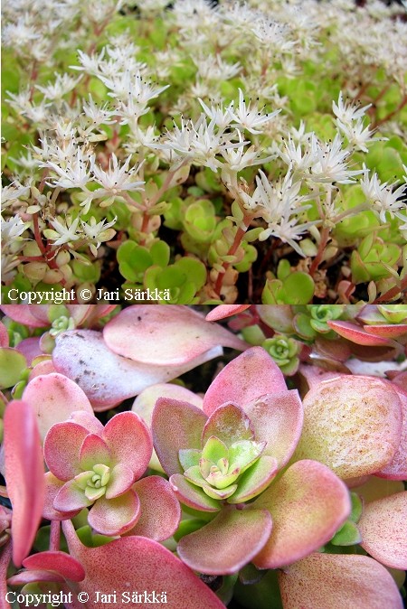 Sedum ternatum, thtimaksaruoho